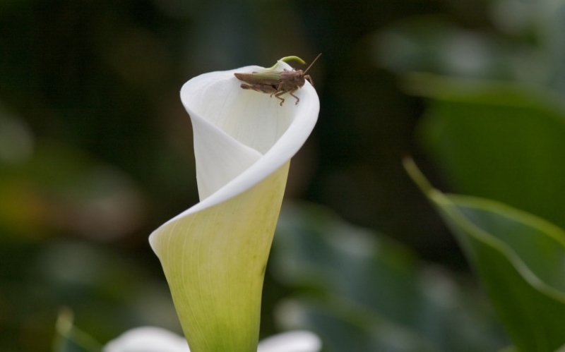 点击大图看下一张：海芋花图片