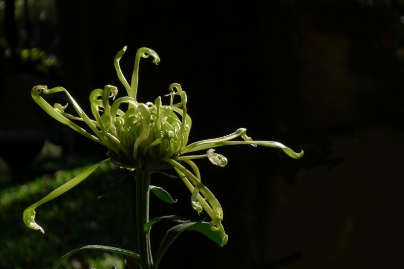 点击大图看下一张：茂盛菊花图片