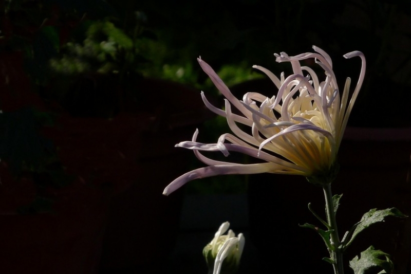 点击大图看下一张：茂盛菊花图片