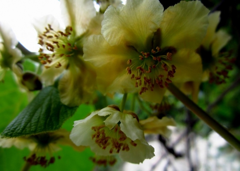 点击大图看下一张:猕猴桃花图片