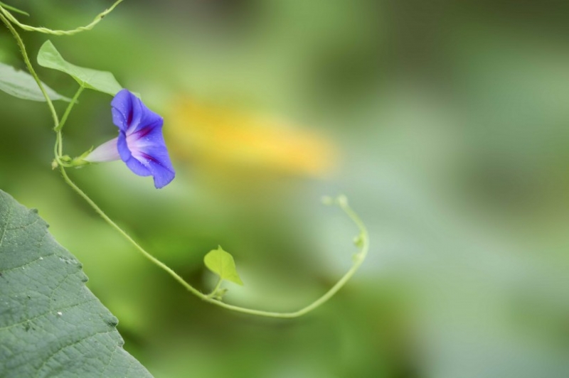 点击大图看下一张：牵牛花图片