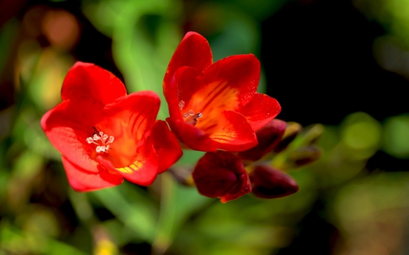 点击大图看下一张：香雪兰图片