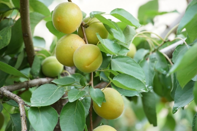 点击大图看下一张：挂在树上的李子图片