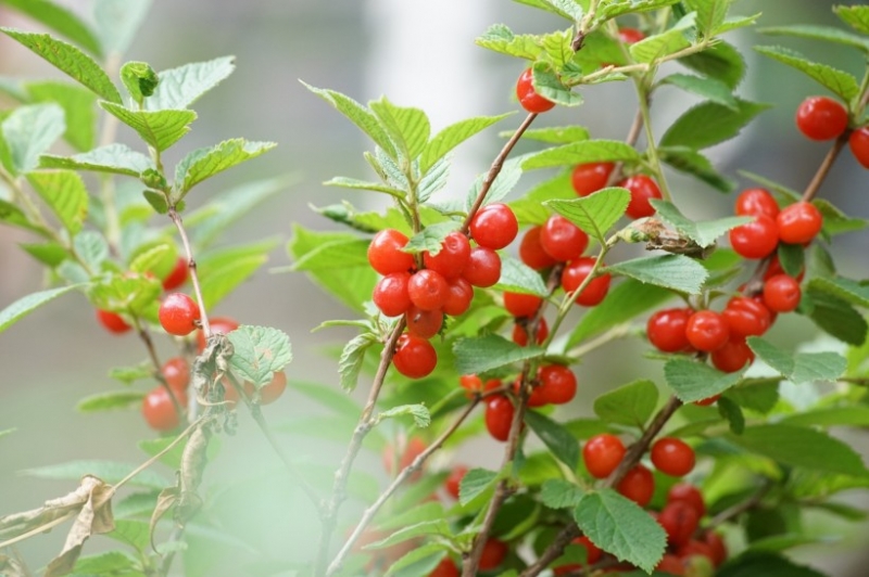 点击大图看下一张：红色的樱桃图片