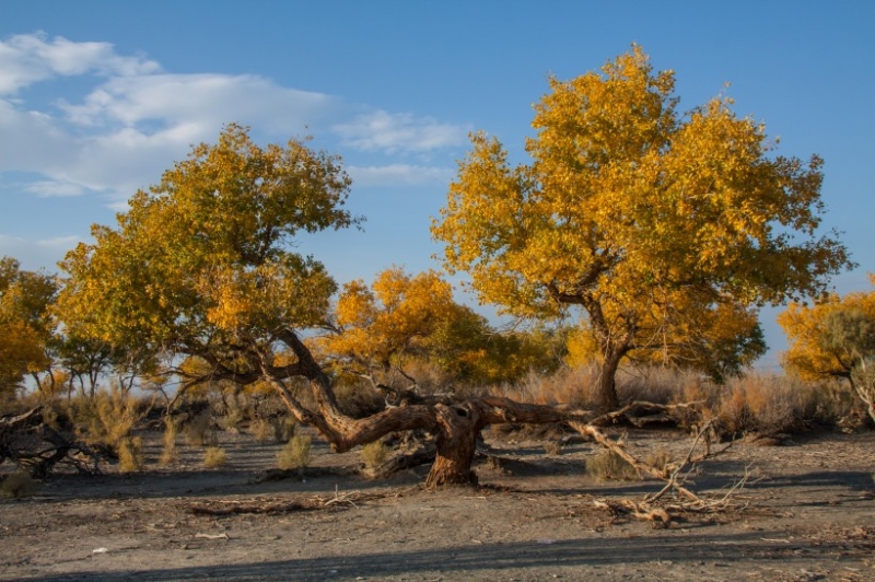 点击大图看下一张：胡杨树图片