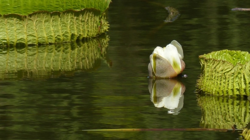 点击大图看下一张：克鲁兹王莲图片
