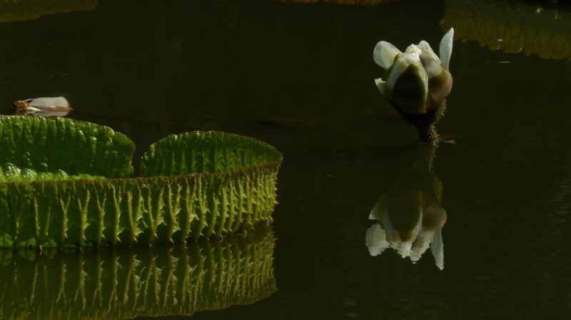 点击大图看下一张：克鲁兹王莲图片