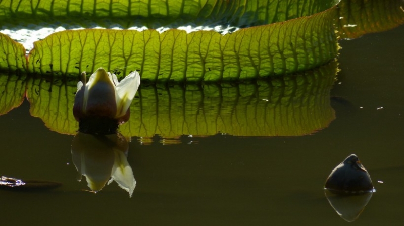 点击大图看下一张:克鲁兹王莲图片