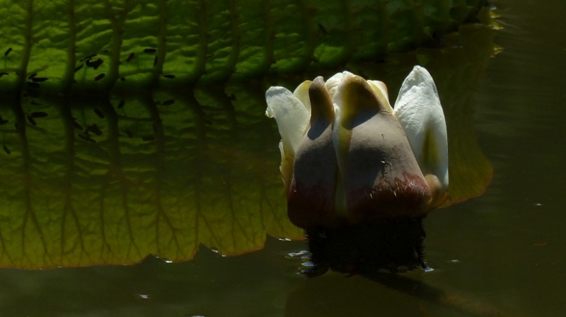 点击大图看下一张:克鲁兹王莲图片