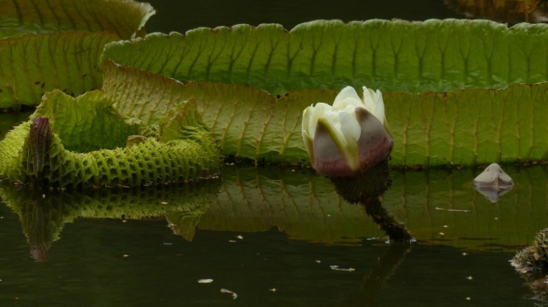 点击大图看下一张：克鲁兹王莲图片