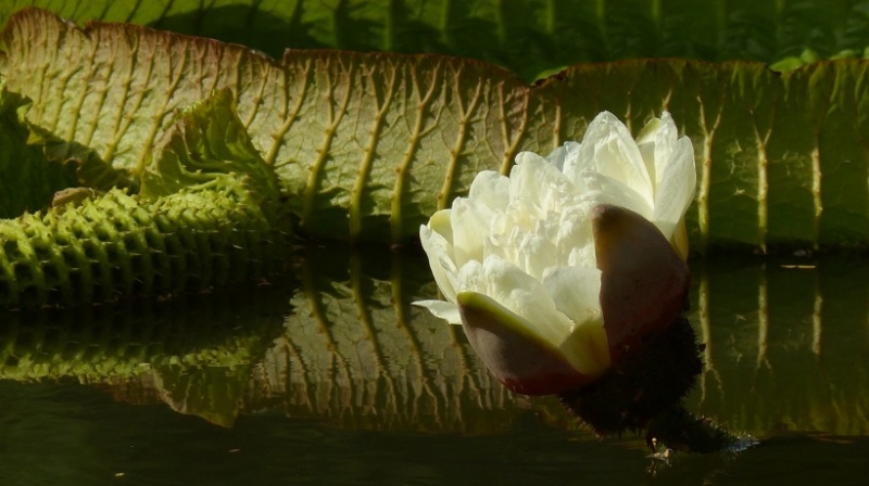 点击大图看下一张：克鲁兹王莲图片