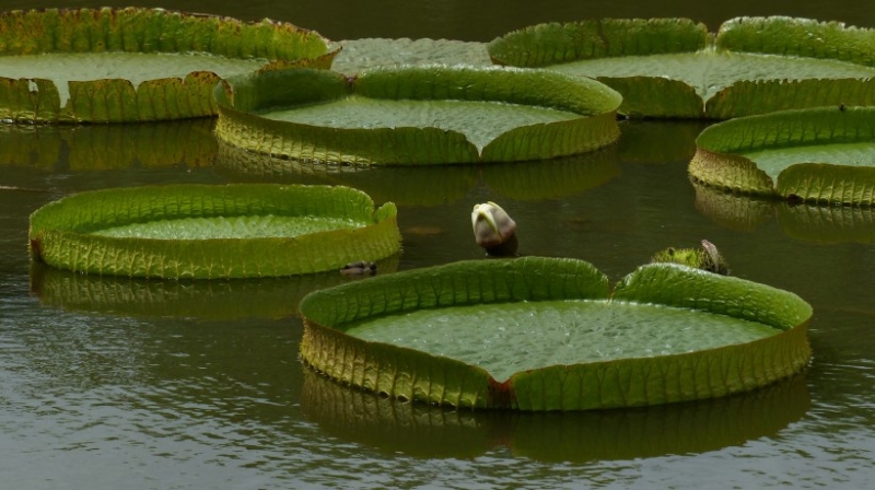 点击大图看下一张:克鲁兹王莲图片