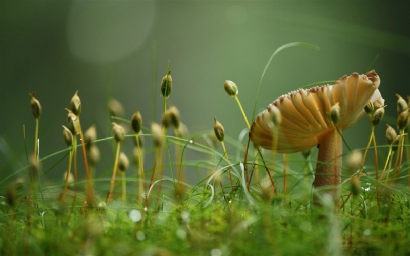 点击大图看下一张：唯美野生蘑菇图片