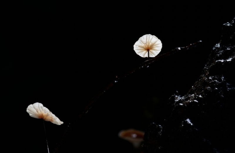 点击大图看下一张：野生蘑菇图片
