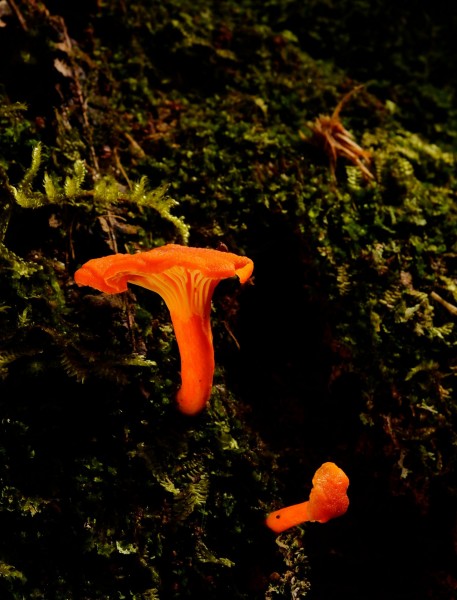 点击大图看下一张：野生蘑菇图片