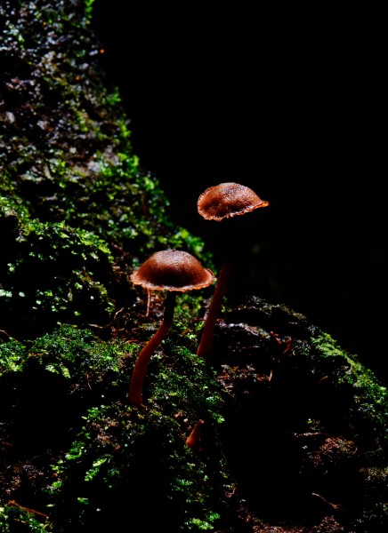 点击大图看下一张：野生蘑菇图片