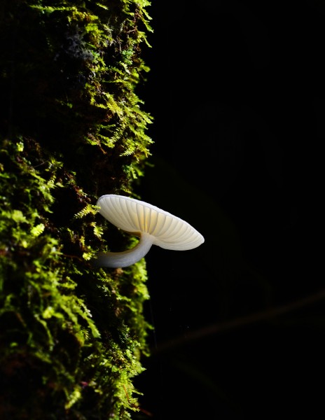 点击大图看下一张：野生蘑菇图片