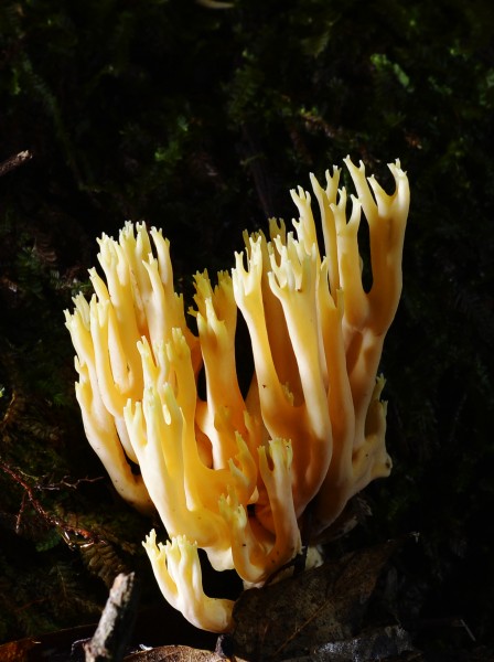 点击大图看下一张：野生蘑菇图片