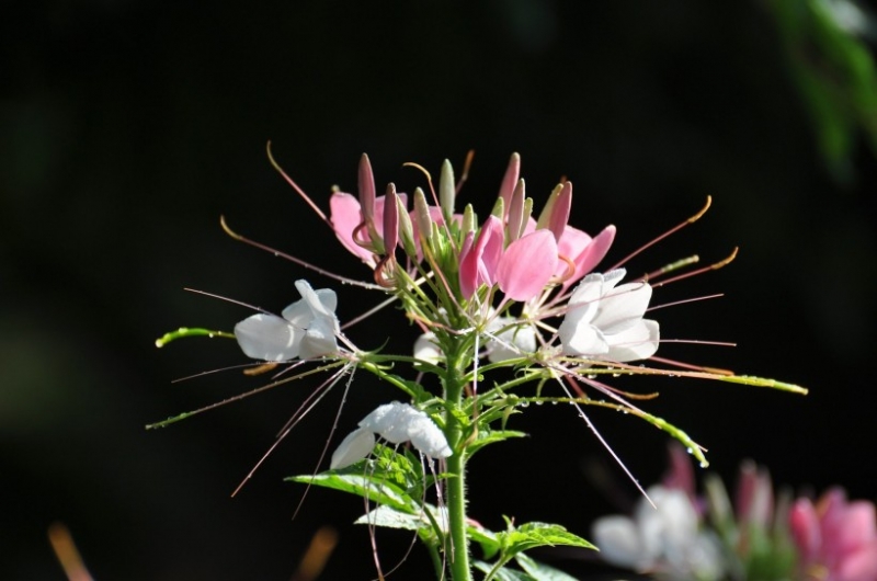 点击大图看下一张：醉蝶花图片