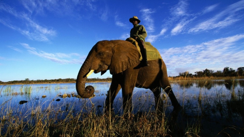 点击大图看下一张：非洲大象野生动物