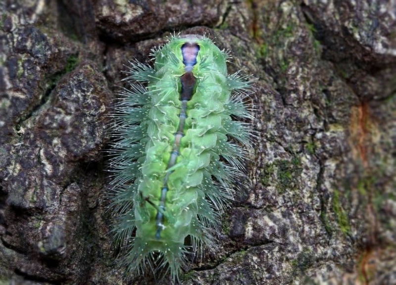 点击大图看下一张：小的毛毛虫图片微距高清特写