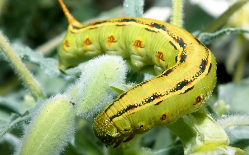 点击大图看下一张：小的毛毛虫图片微距高清特写