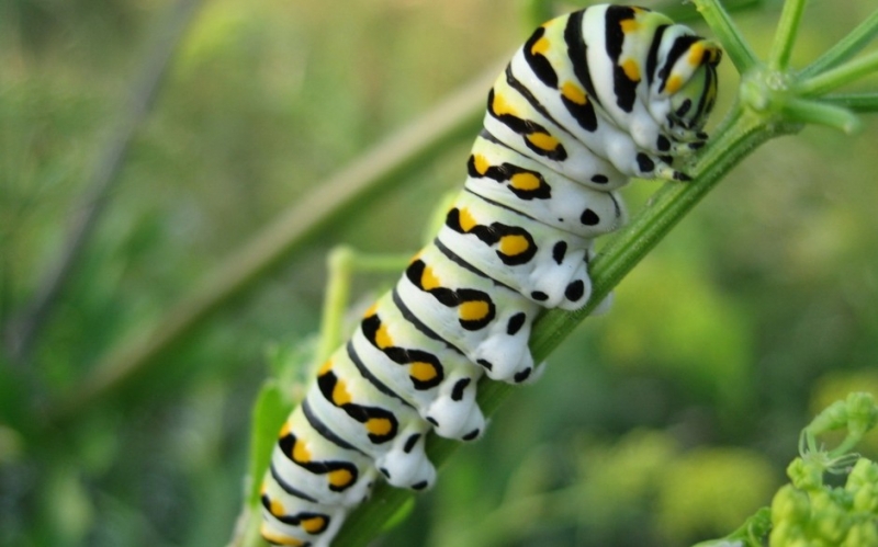 点击大图看下一张：小的毛毛虫图片微距高清特写