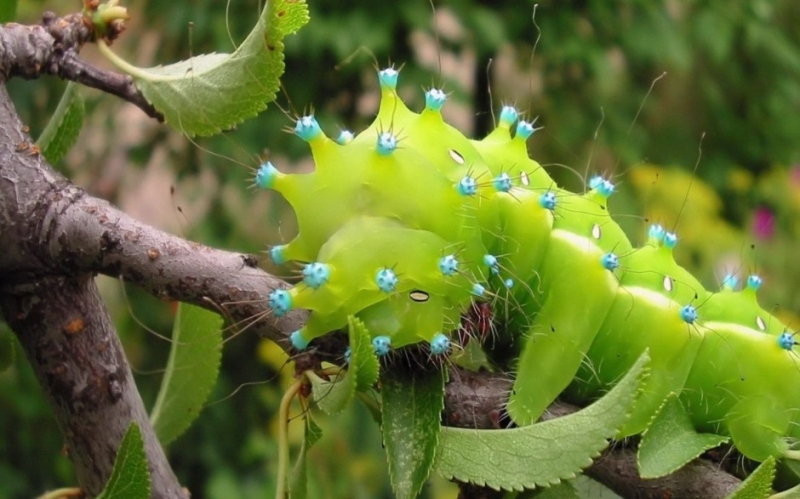 点击大图看下一张:小的毛毛虫图片微距高清特写