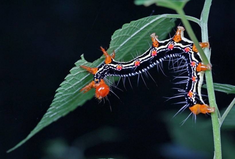 点击大图看下一张：小的毛毛虫图片微距高清特写