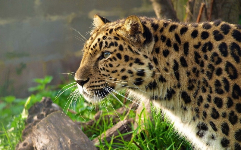 点击大图看下一张：亚洲花豹高清动物图片特写