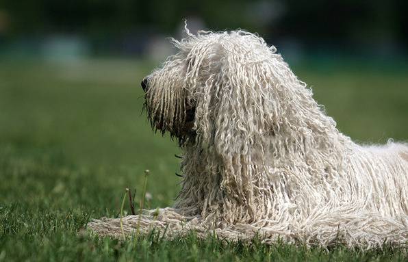 点击大图看下一张：装扮帅气的可蒙犬图片