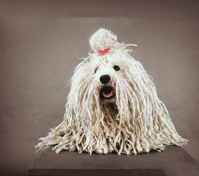 点击大图看下一张：装扮帅气的可蒙犬图片