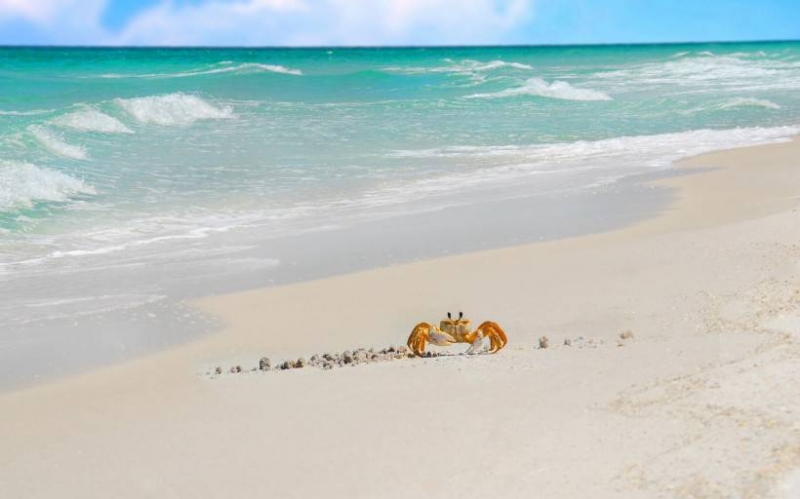 点击大图看下一张：海滩奔跑上的海螃蟹图片