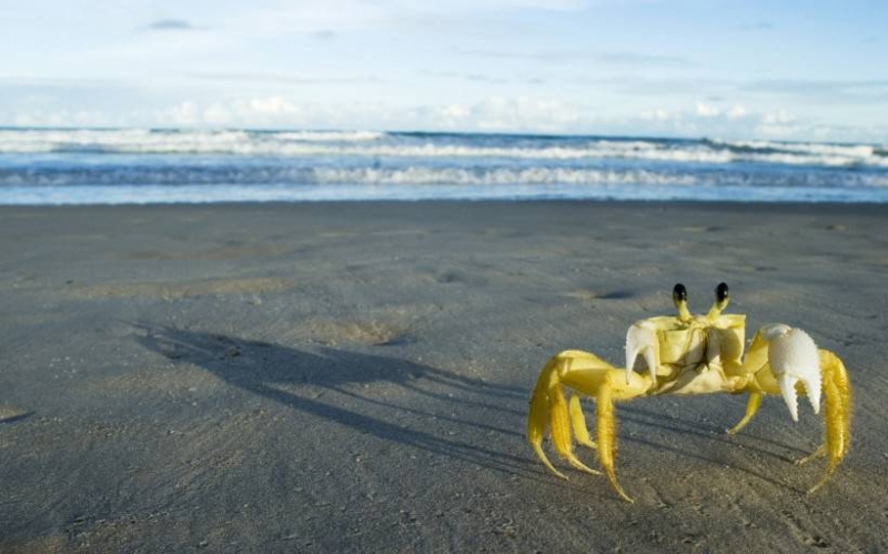 点击大图看下一张：海滩奔跑上的海螃蟹图片