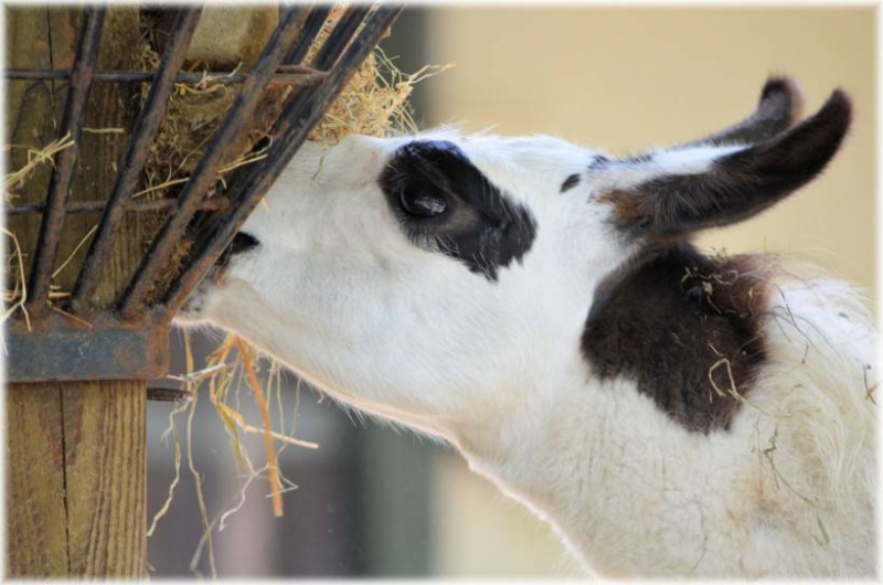 点击大图看下一张：可爱神兽羊驼特写萌图