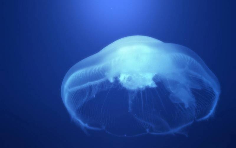 点击大图看下一张:体态轻盈的水母高清大图