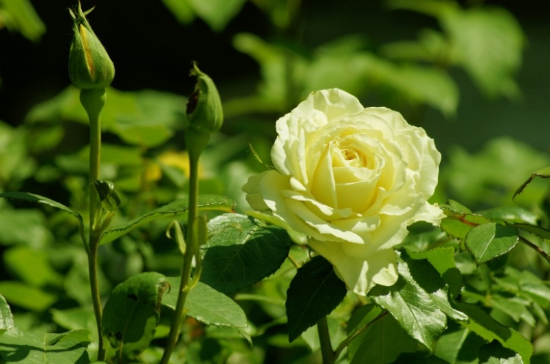 点击大图看下一张：初夏的月季花图片