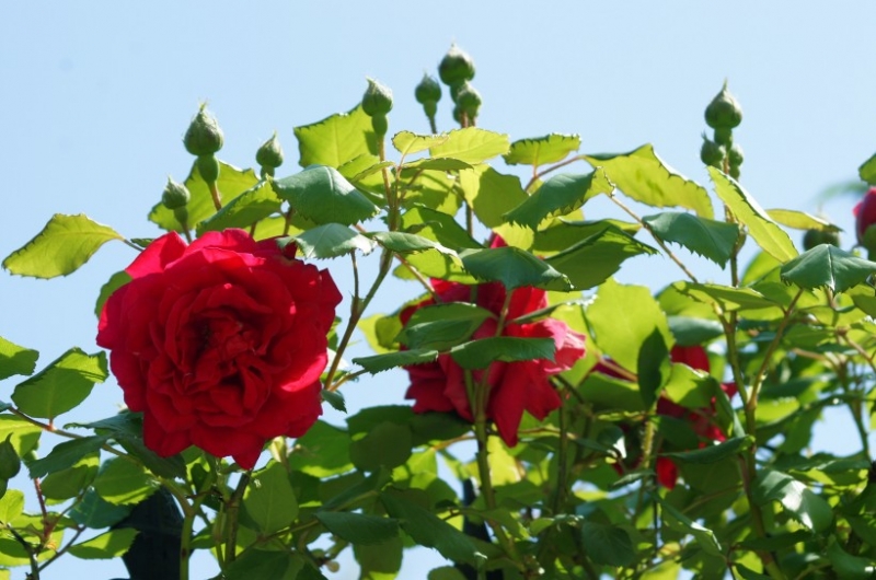 点击大图看下一张：初夏的月季花图片