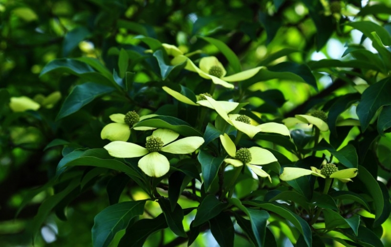 点击大图看下一张:荔枝花图片