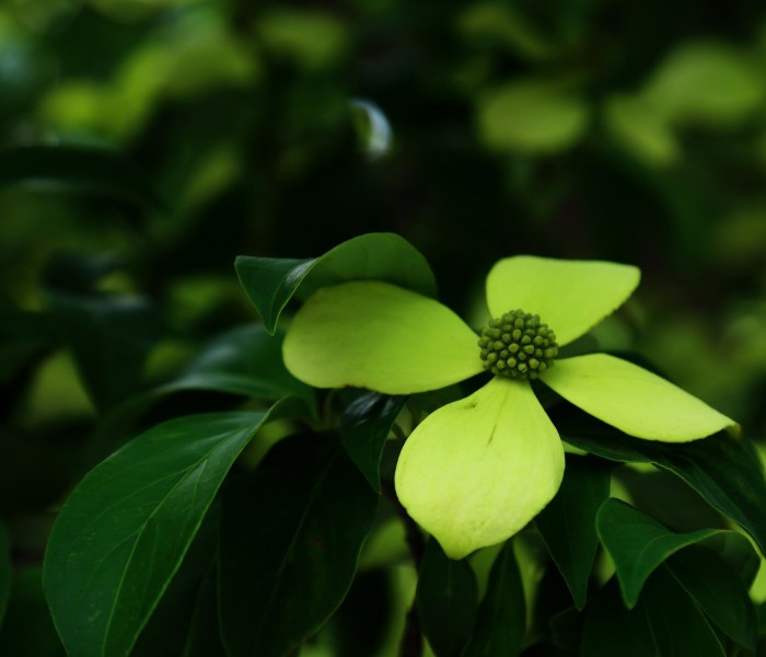 点击大图看下一张：荔枝花图片