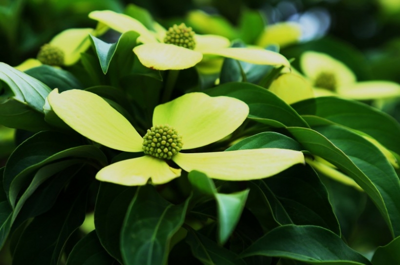 点击大图看下一张:荔枝花图片