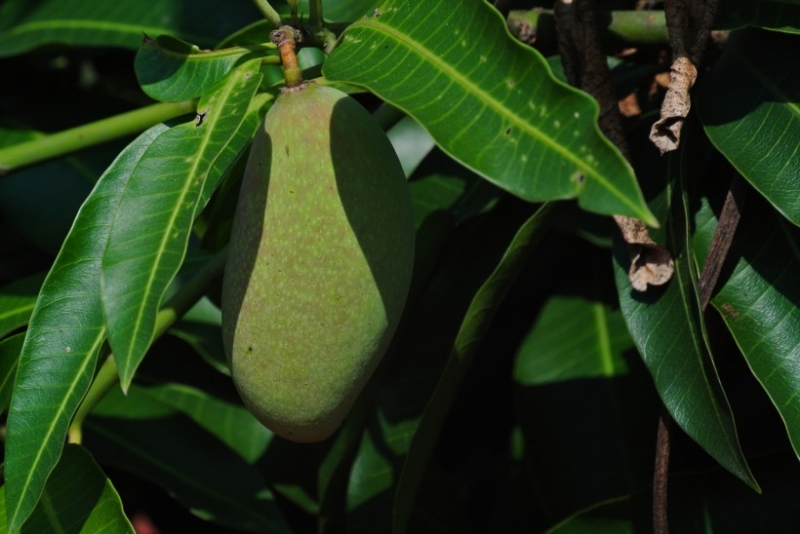 点击大图看下一张：未成熟的芒果图片