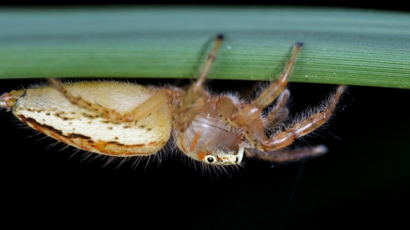 点击大图看下一张：多彩纽蛛图片