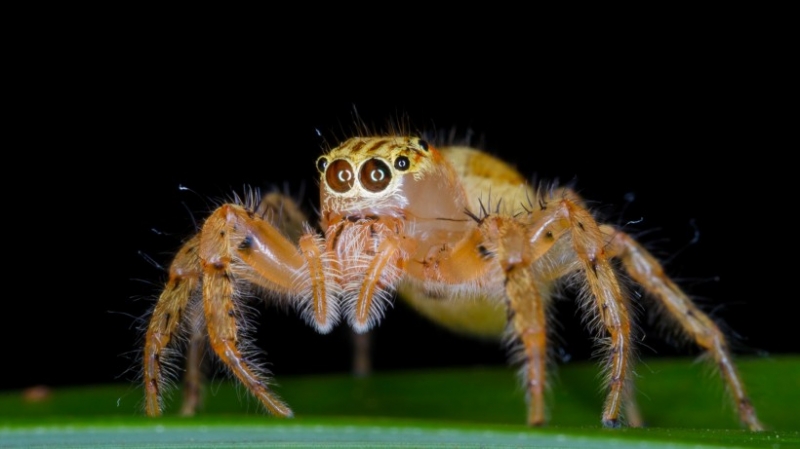 点击大图看下一张：多彩纽蛛图片