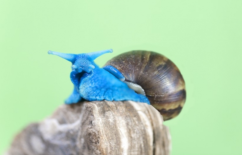 点击大图看下一张：蓝蜗牛图片