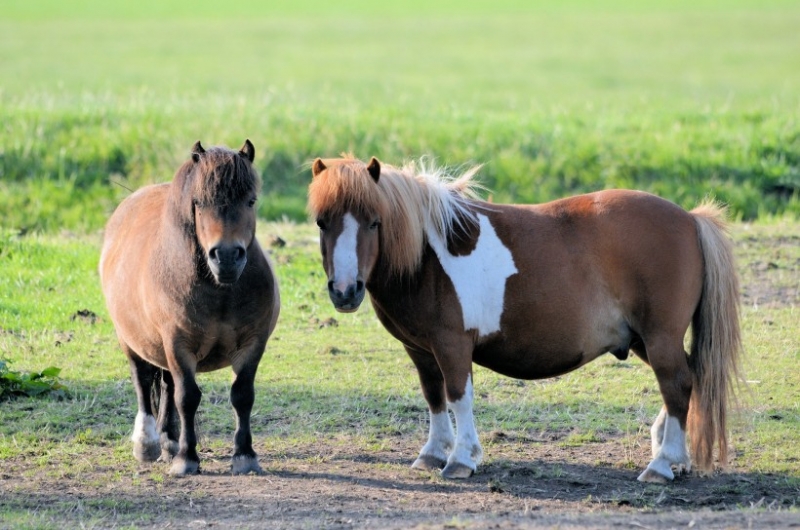 点击大图看下一张：美洲矮种马图片