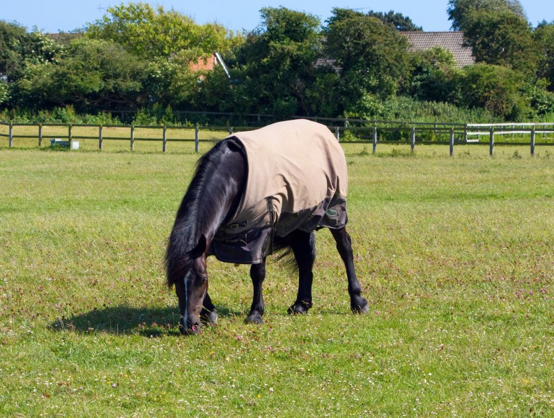点击大图看下一张：美洲矮种马图片