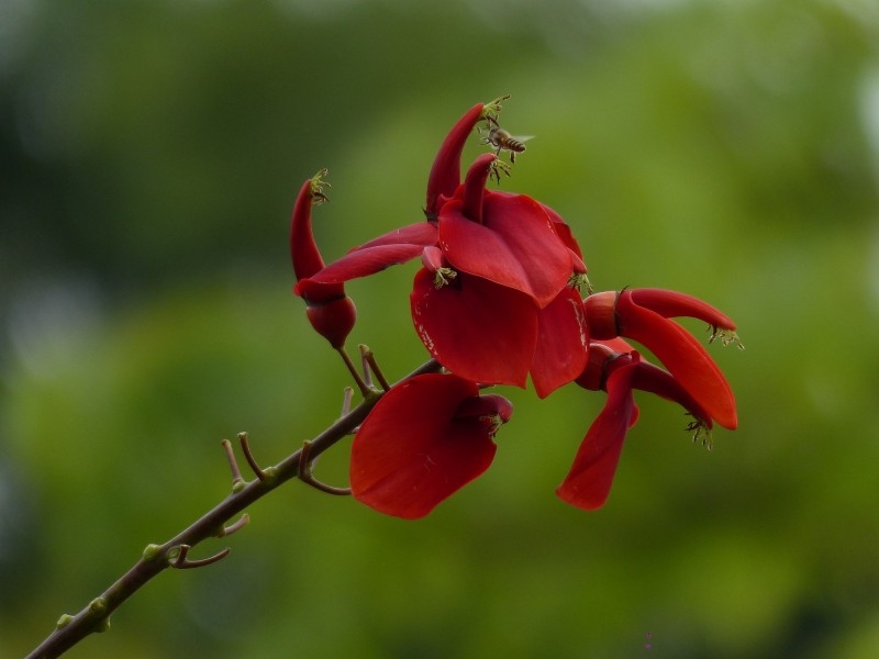 点击大图看下一张：刺桐花图片