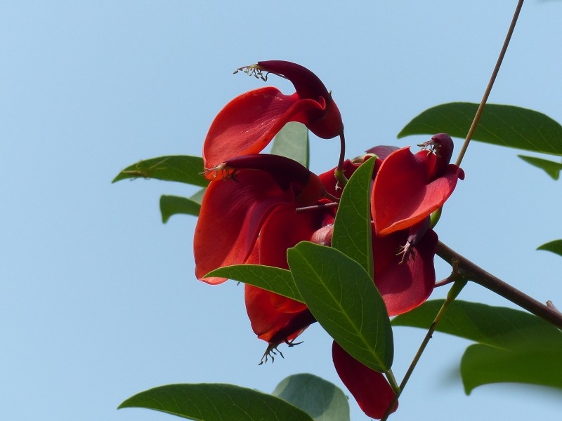 点击大图看下一张：刺桐花图片