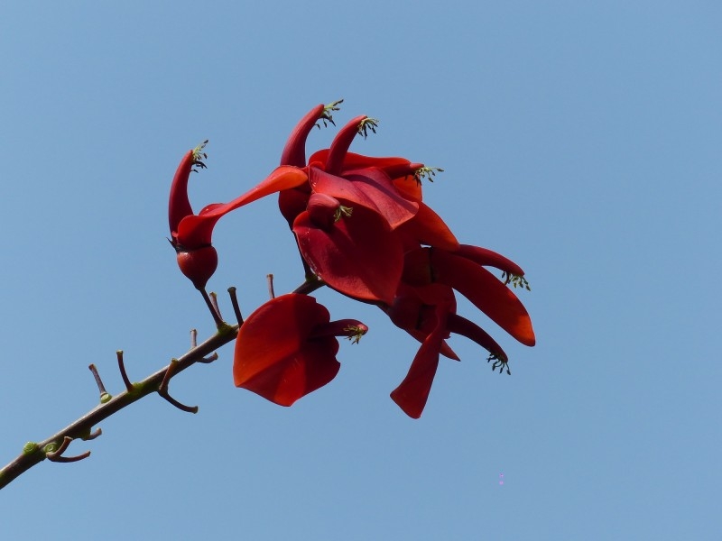 点击大图看下一张：刺桐花图片